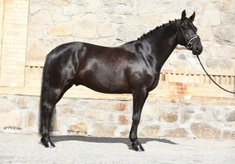 8 Top Horse Breeds For Jumping (Picked By An Equestrian)