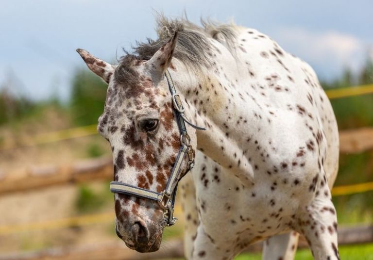 20 Prettiest Horse Breeds (With Pictures)
