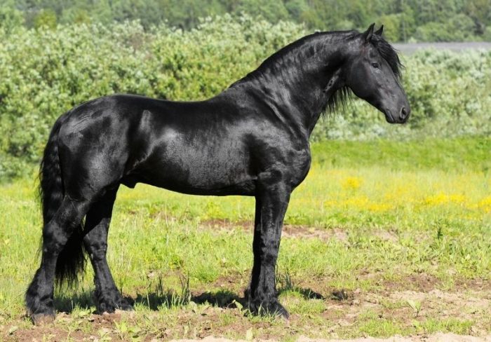 Top 10 Medieval War Horse Breeds History Size Pictures top-10-medieval-war-horse-breeds-history-size-pictures