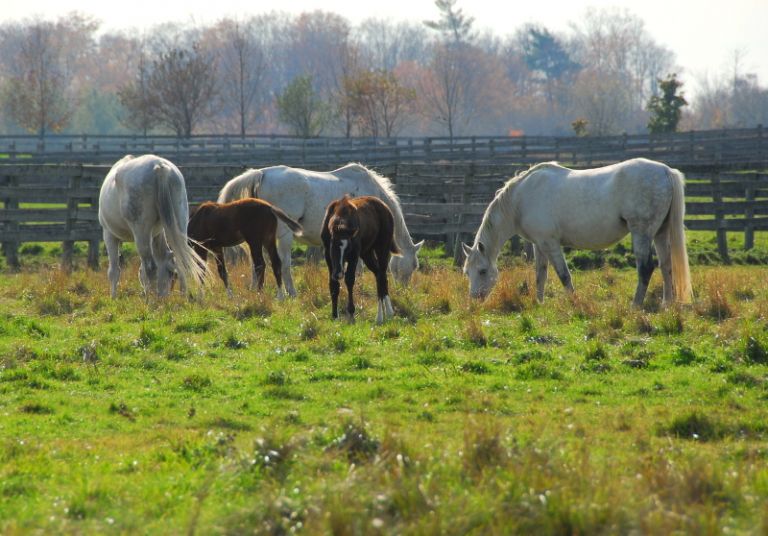 Horse Boarding Guide (Cost, Types, Common Questions)