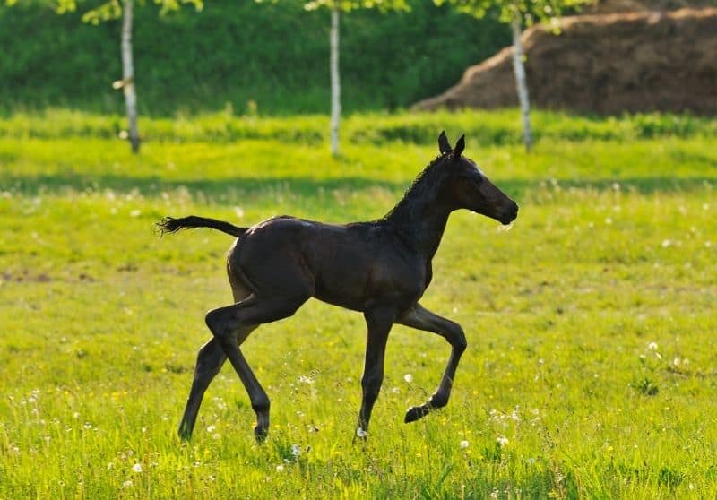 21 Common Horse Colors, Markings, & Patterns With Pictures