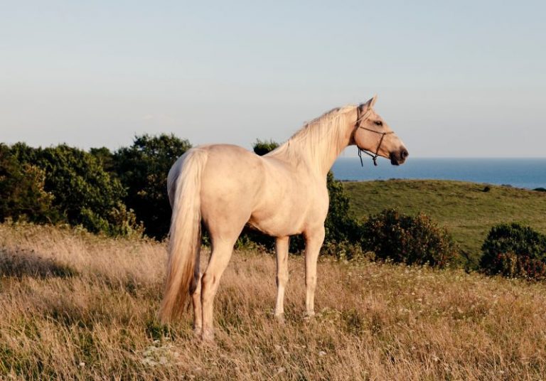 Palomino Horses Colors, Price, Facts and Origins