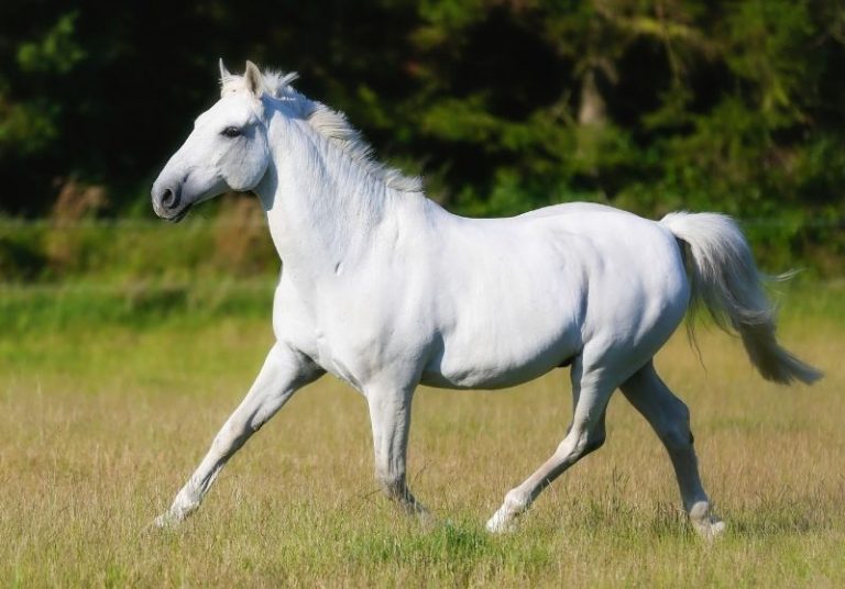 Dapple Grey Horses Facts, Breeds, Origins, and Colors