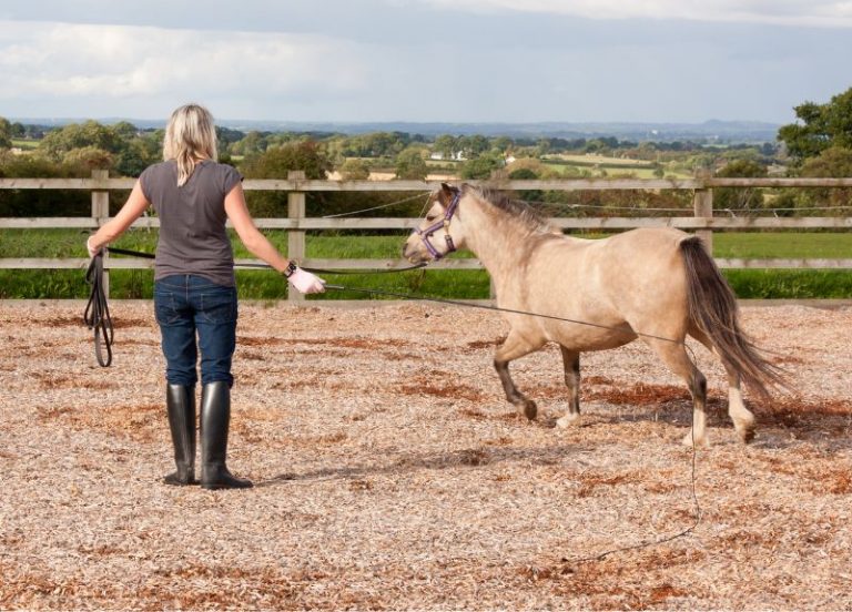 5 Common Mistakes Made When Lunging a Horse