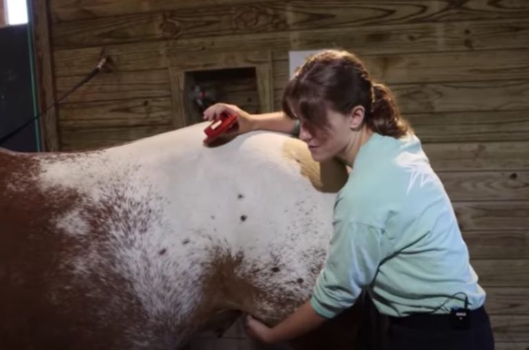 Easy Massages to Try on Your Horse