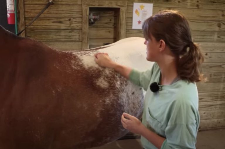 Easy Massages to Try on Your Horse