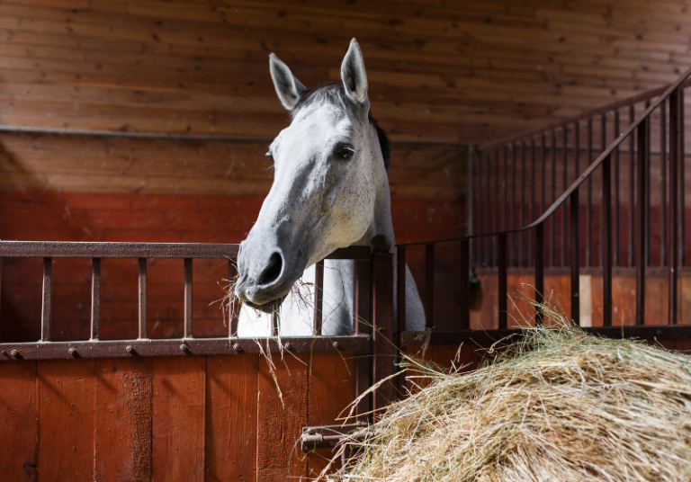 BuddySour Horse Easy Training Solutions