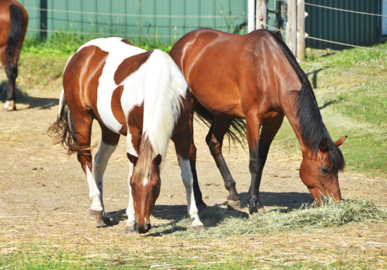Buddy Rour Buddy-Sour Horse: Easy Training Solutions