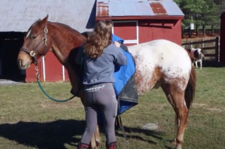 Blanketing Your Horse HowTo With Pictures