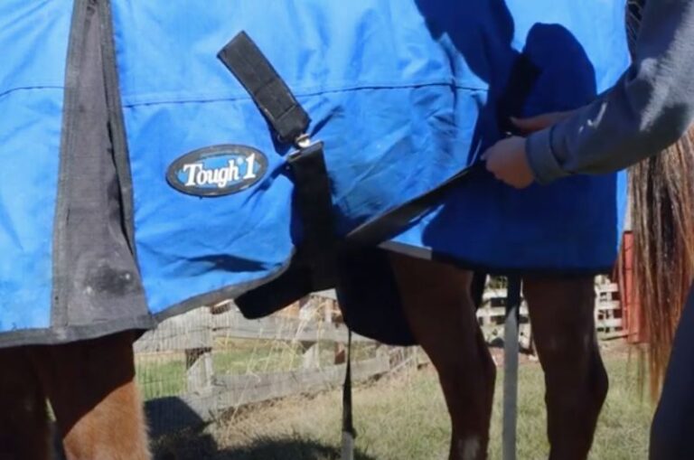 Blanketing Your Horse HowTo With Pictures
