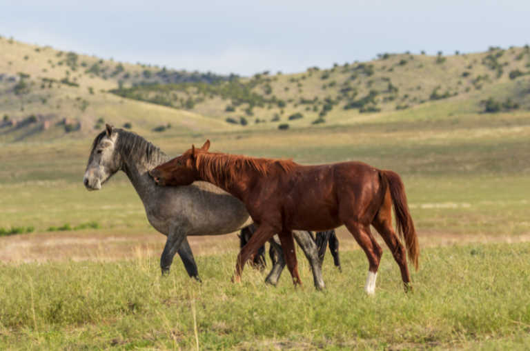 Introducing Horses To A New Herd Tips For Success