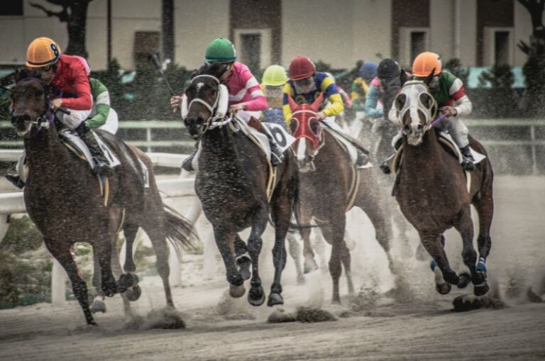 Cheap Horses 10 Cheap Breeds & Where To Get Them