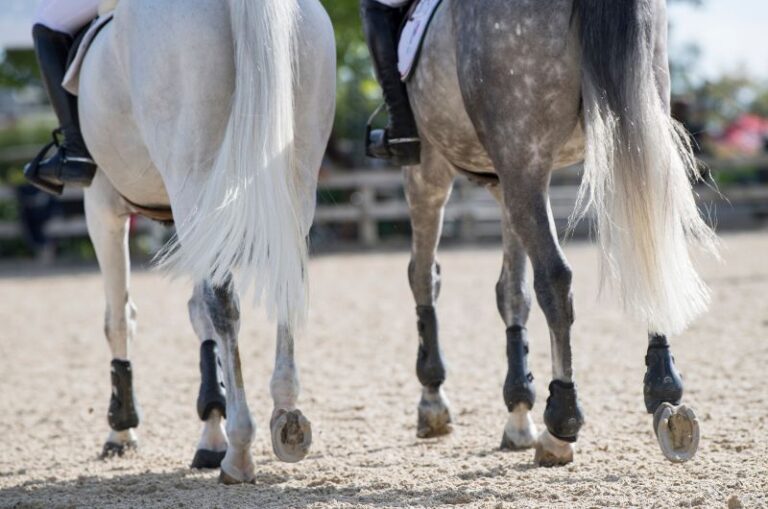 Horse Sheath Cleaning 101 StepByStep Guide
