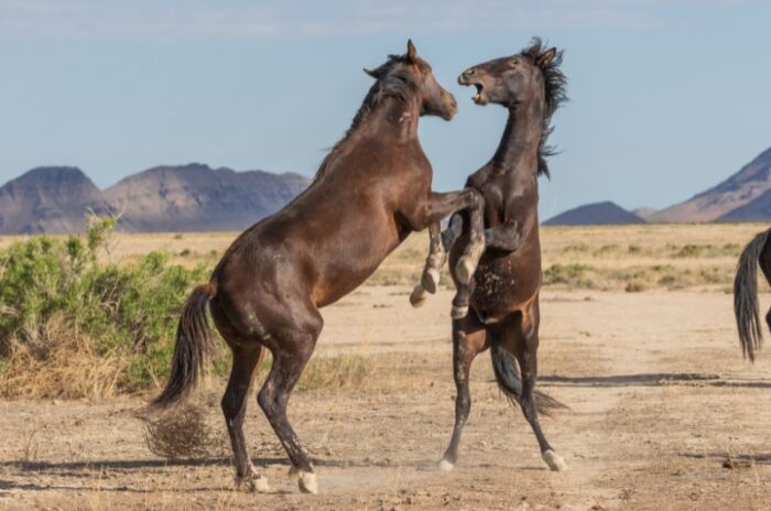 Groups Of Horses Understanding Herd Dynamics