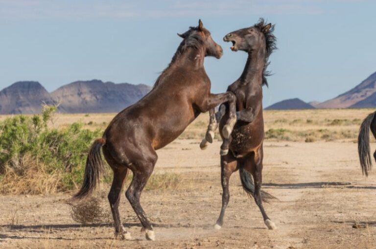 Horses main image 1