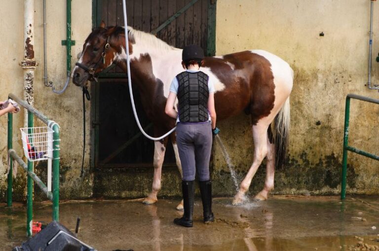 Horse Sheath Cleaning 101 StepByStep Guide