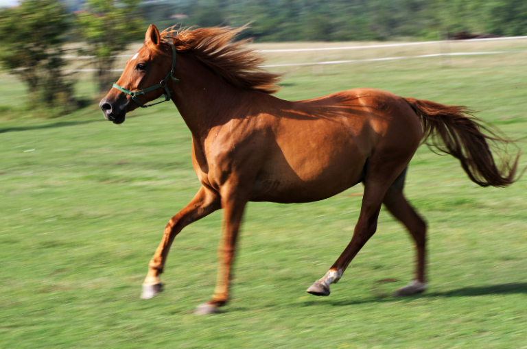 50 Horse Names For Mares & Fillies (With Meanings)