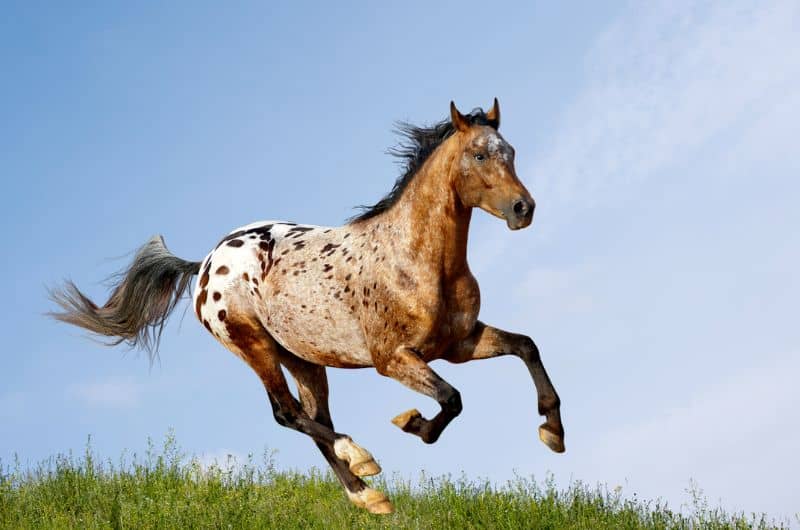 Spotting the Difference: There is more to Appaloosa horses than their coats