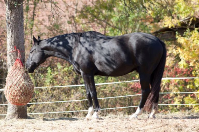 How Much A Bale Of Hay Costs For Horses Budget Guide