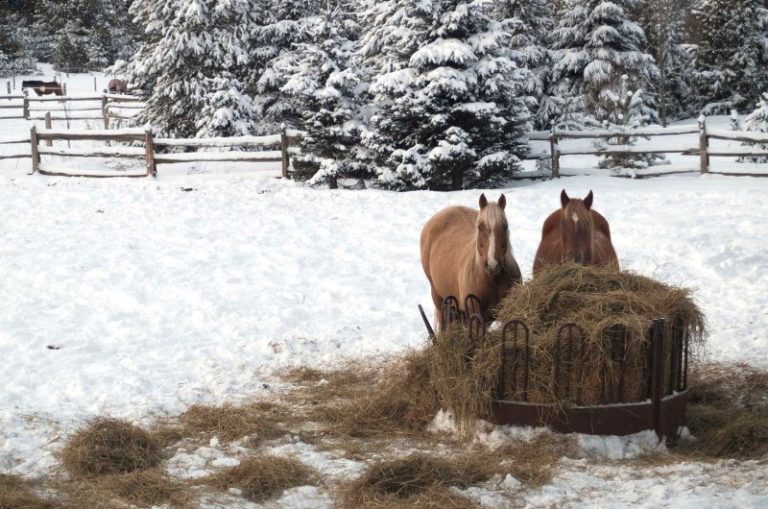 How Much A Bale Of Hay Costs For Horses Budget Guide