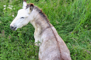 Why Donkeys Have A Cross On Their Back: Cause & Meaning