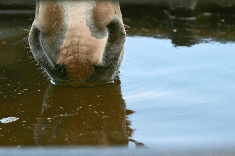 Best Water Troughs For Horses - Ultimate Guide