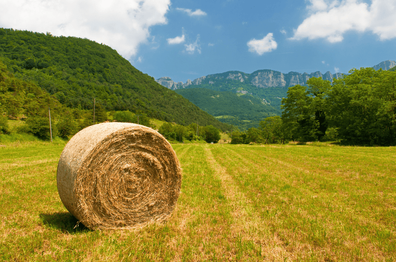 Straw Hey, Mountain Shape Straw Hay Dry, Straw Many on White