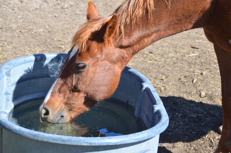Best Water Troughs For Horses Ultimate Guide
