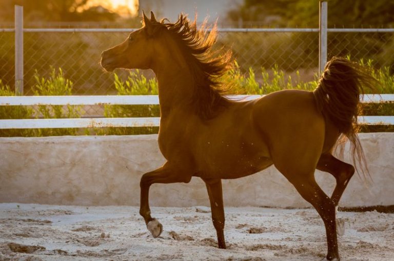 How Much Does An Arabian Horse Cost? 2024 Pricing Guide