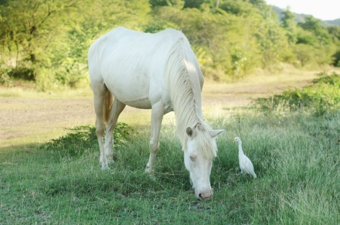 Rare Horse Breeds: Top 10 Rarest Horse Breeds In The World