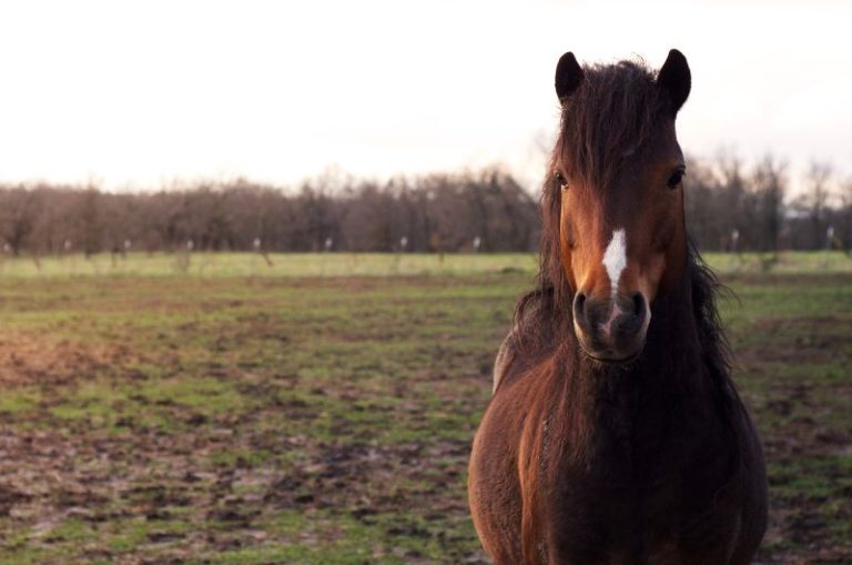 Rare Horse Breeds: Top 10 Rarest Horse Breeds In The World
