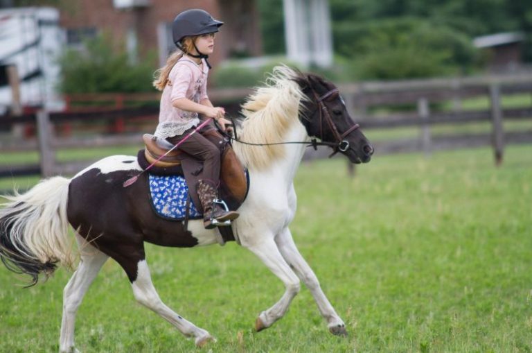 How Much Does A Pony Cost? 2024 Pricing Guide