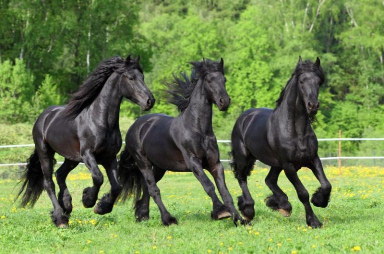 How Much Does A Friesian Horse Cost? 2024 Pricing Guide