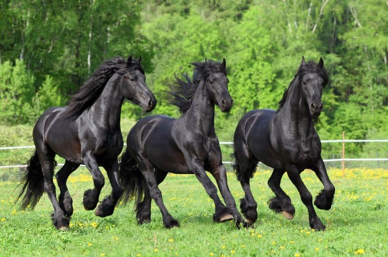 Friesian Horse