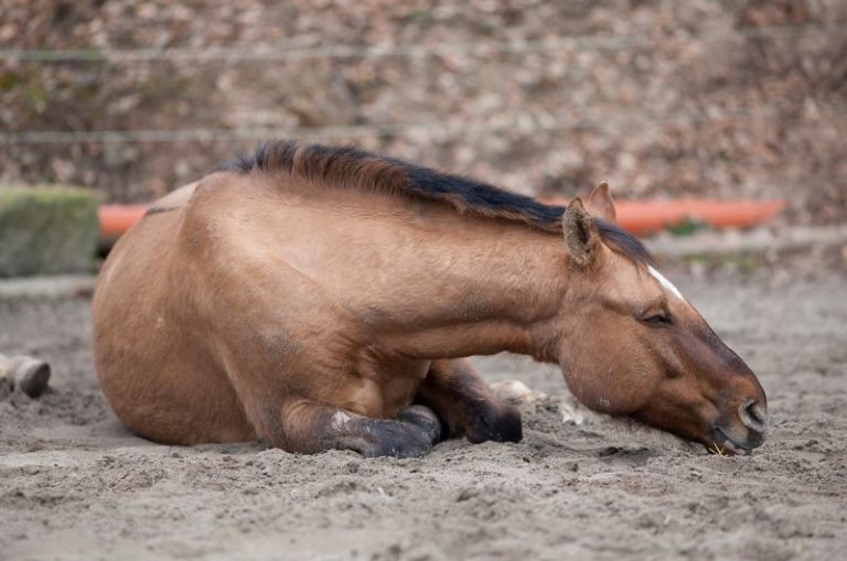 How Long Can Horses Lay Down? Complete Guide