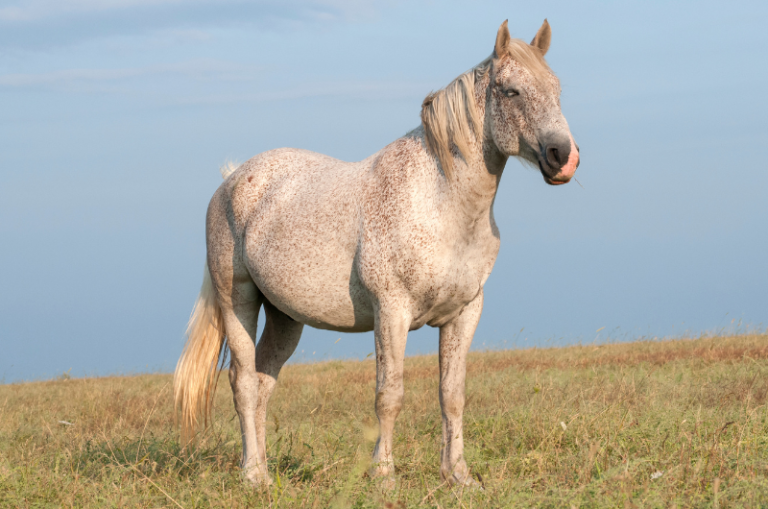 Horse Dapples 101: Everything You Need To Know