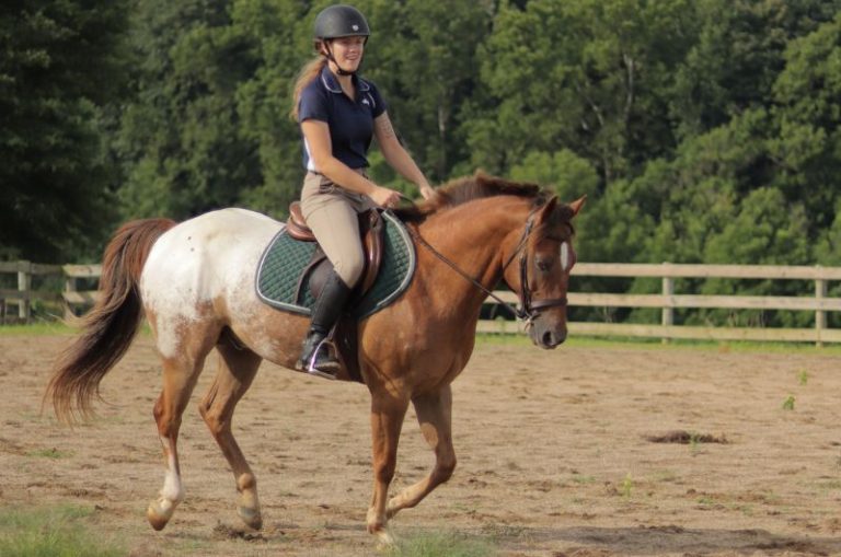 Horse Jumping 101 Best Tips For Beginners