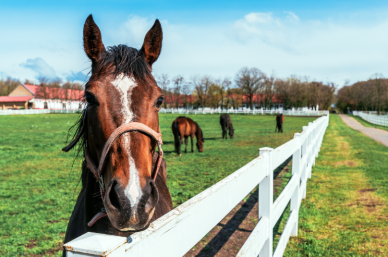 Horse Paddocks 101: What They Are And How They re Used