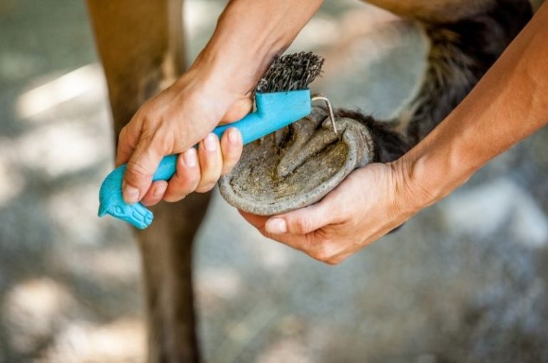 Caring for a Horse’s Hooves The Ultimate Hoof Care Guide