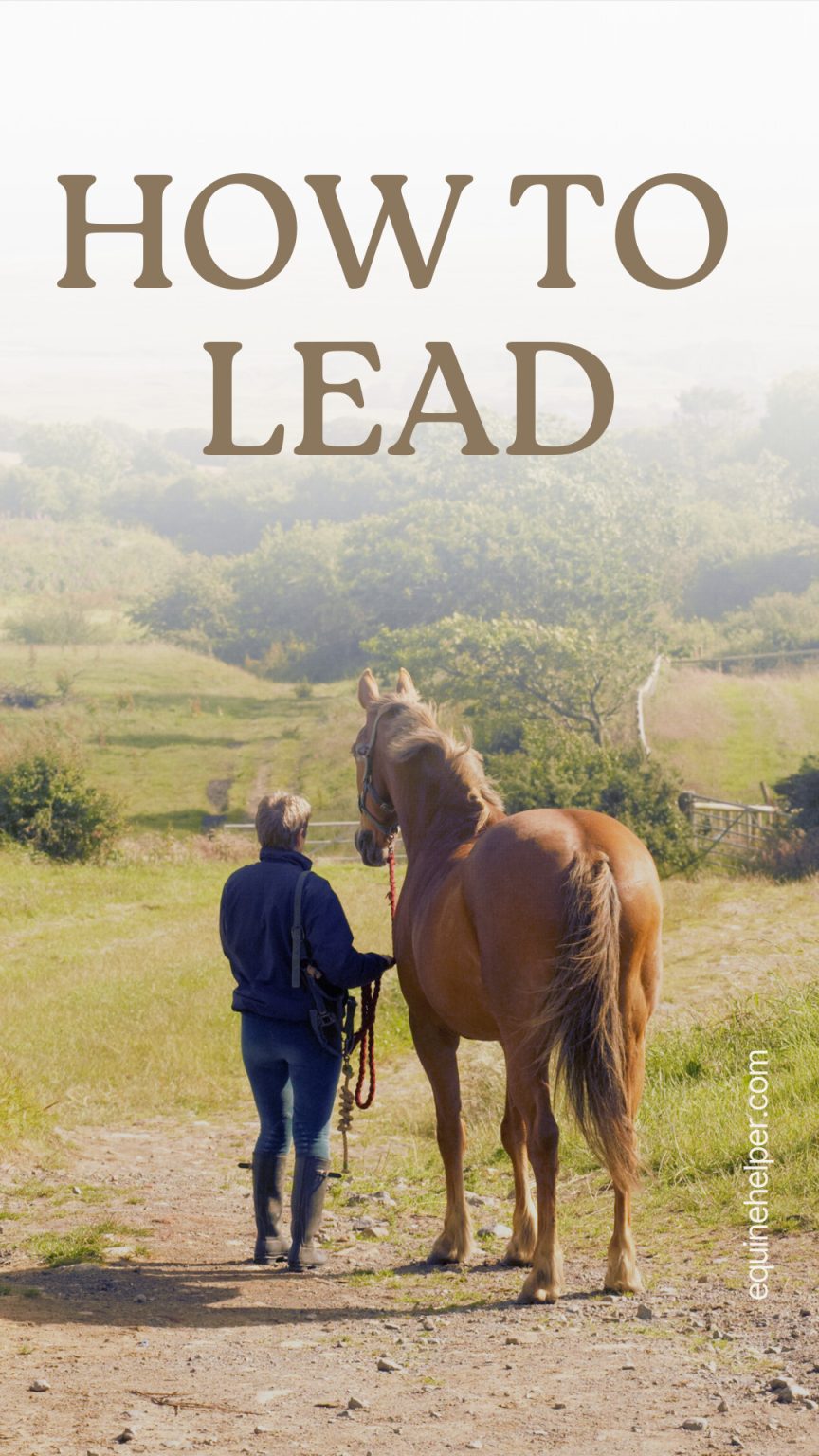 How to Lead a Horse Beginner's Guide