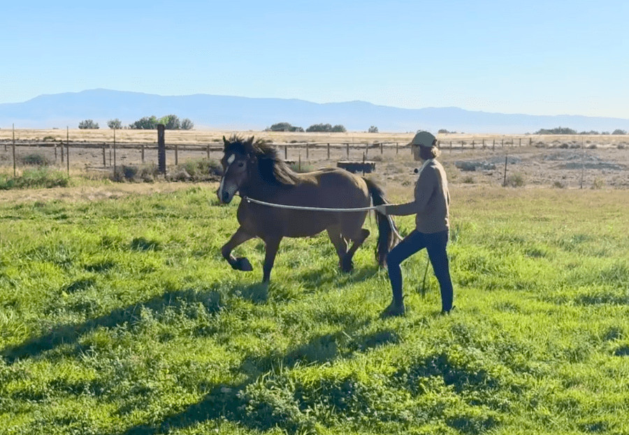 Pushy Horse Training Guide
